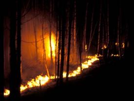 Waldbrand, nachts